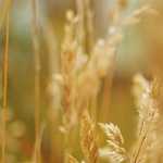 Selenium use at PicScout