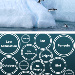 What You Need To Know About Image Auto Tagging