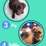 Which Puppy is Most Popular? Test Your Dog’s Brand Awareness!